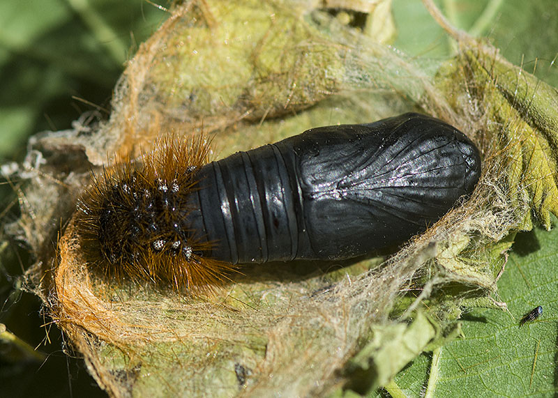 Bruco da determinare - Arctia caja, Erebidae Arctiinae